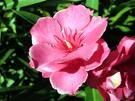 Fleur.jpg